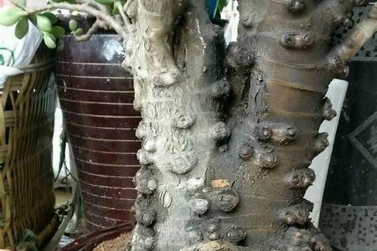 树木长粗用什么肥料