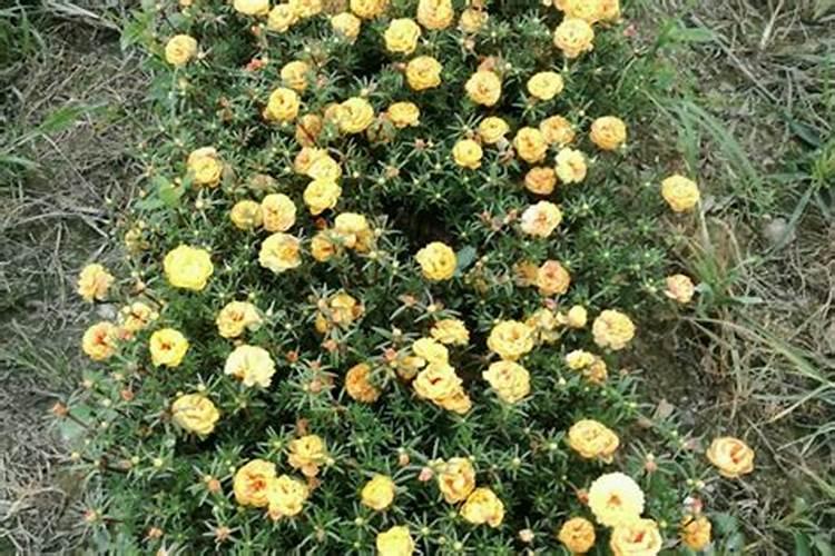 苹果小叶病(缺锌)的特征是什么？