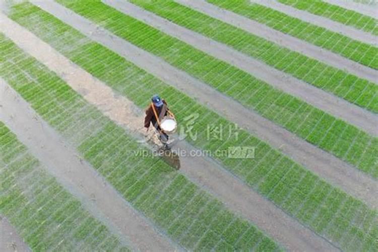 直播水稻施肥时间与施肥技术