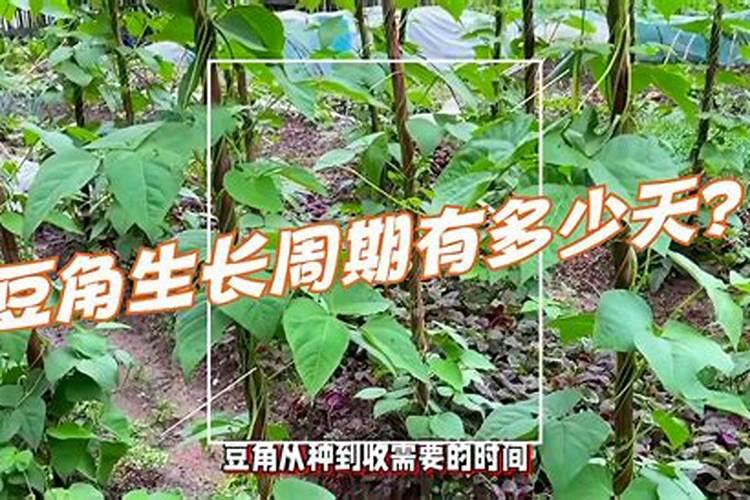如何鉴别苍术和白术