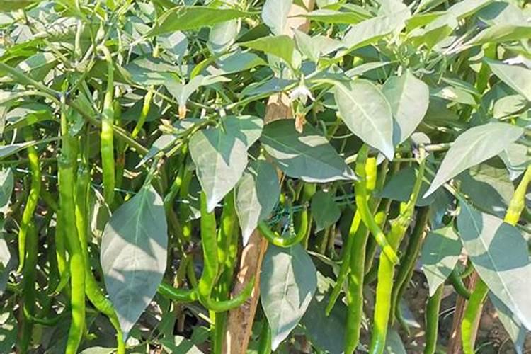 钾肥是什么肥料 植物缺少钾肥会怎么样