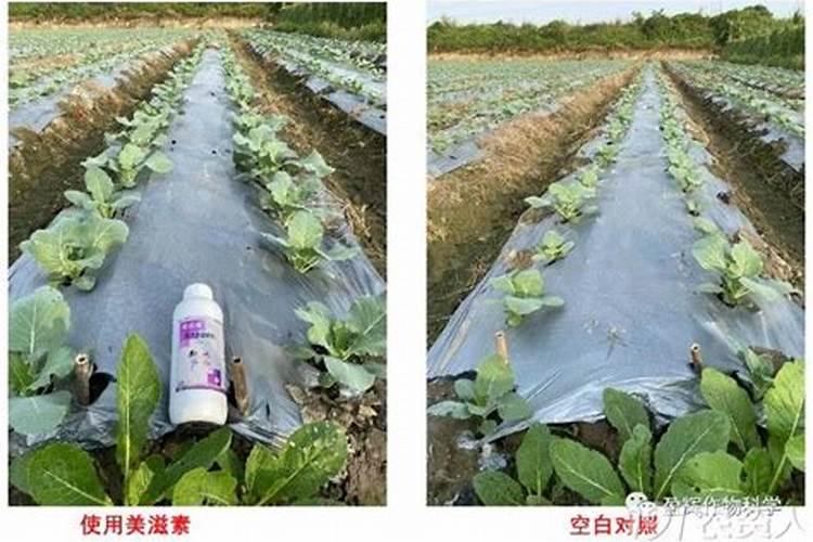 豆类喷施磷酸二氢钾什么时间最好？
