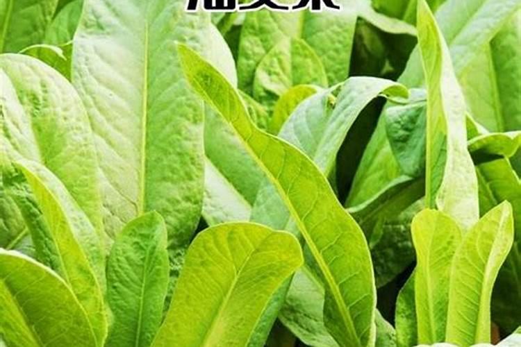 黄豆做肥料最佳最简单方法