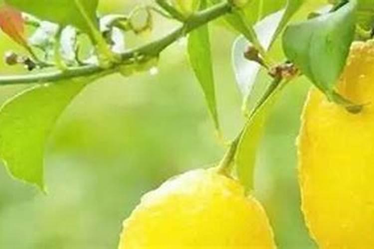 柠檬树开花不结果怎么办