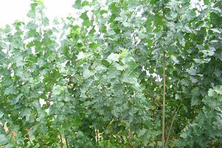 杨树什么时候施肥 杨树哪时候施肥比较好