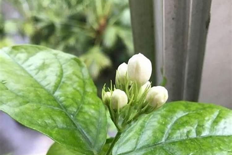 茉莉花追肥用什么肥料好