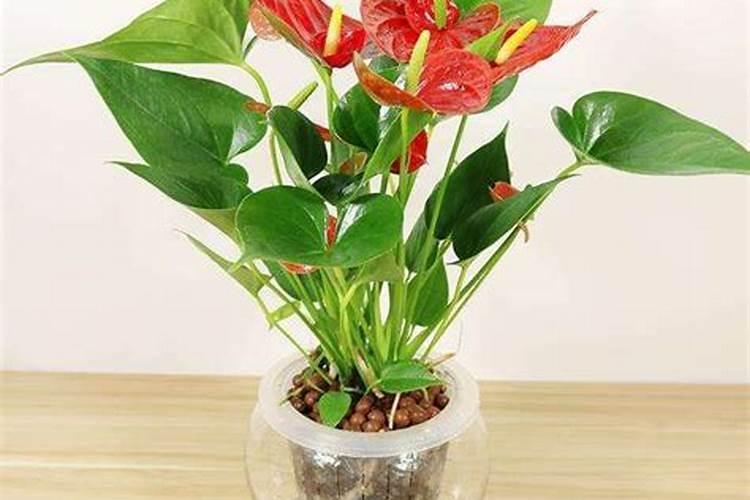 水培红掌怎样才能开花