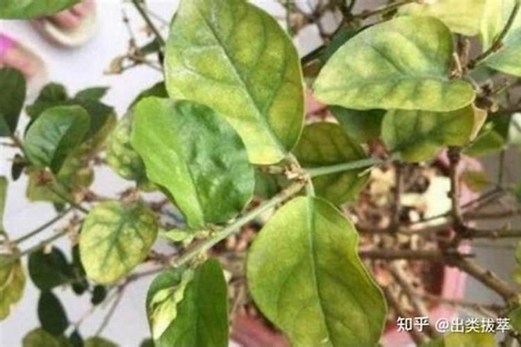 茉莉花新叶子皱小,颜色没问题,阳光浇水也够,新的叶子边缘老是皱皱的