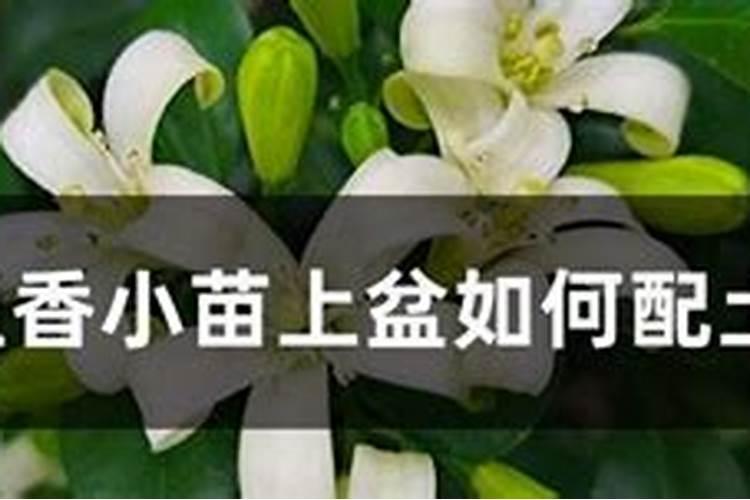 紫色吊兰怎么水培养殖方法