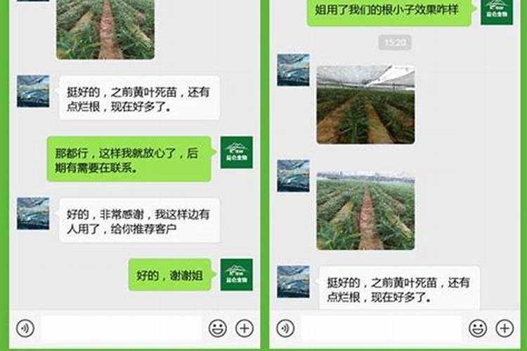 樱花树的根瘤怎么治