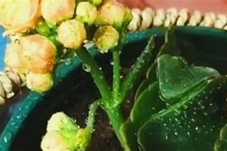 刚种的太阳花可以施肥吗