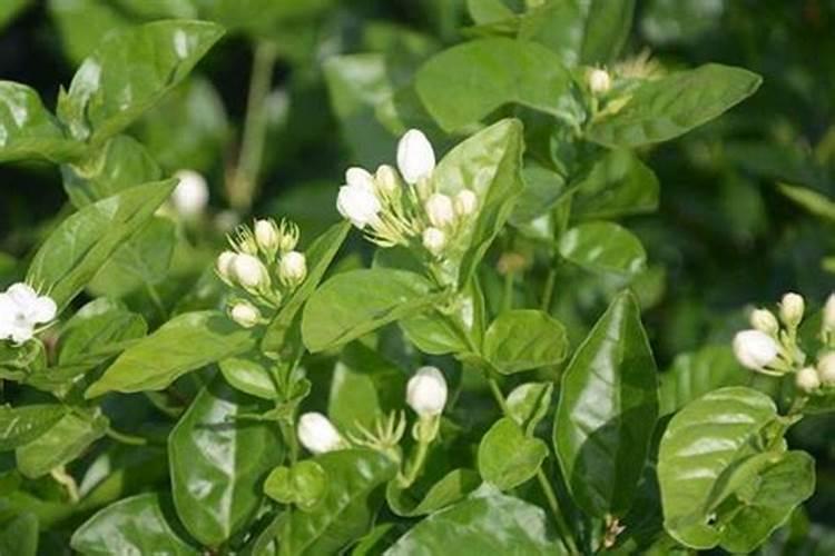 茉莉新发的侧芽叶子稀疏为什么？