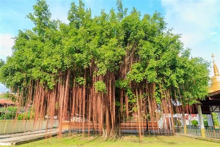 榕树的养殖方法和注意事项