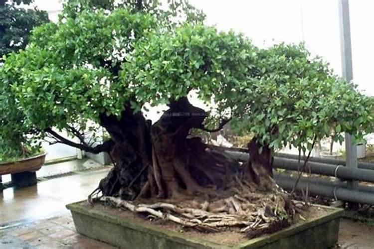 榕树的养殖方法