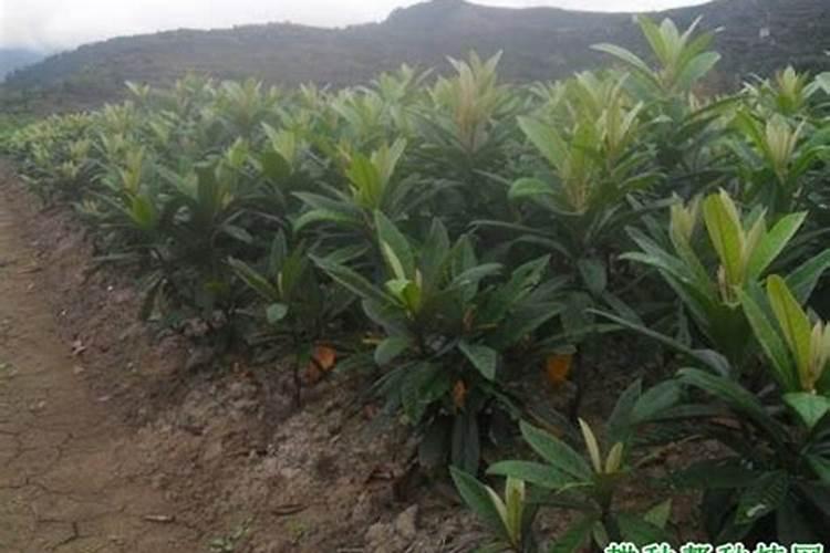 枇杷树每年分几个阶段施肥,每一个阶段该施什么肥？