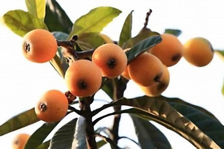枇杷树釆完果后每颗树施多少要素,和磷肥？