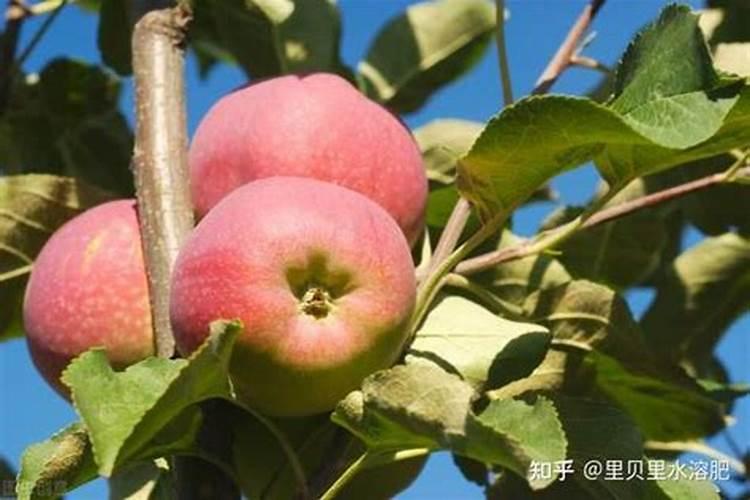 棉花怎么施肥啊？。。。用什么肥料好。。。