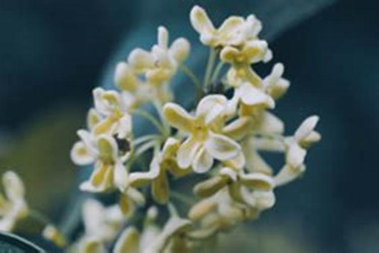 桂花能浇硫酸亚铁吗