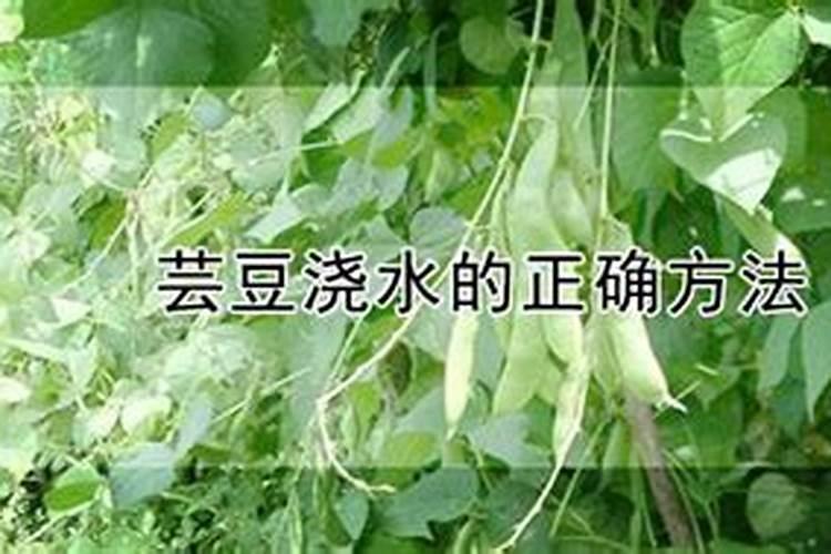 芸豆开花后冲什么肥料