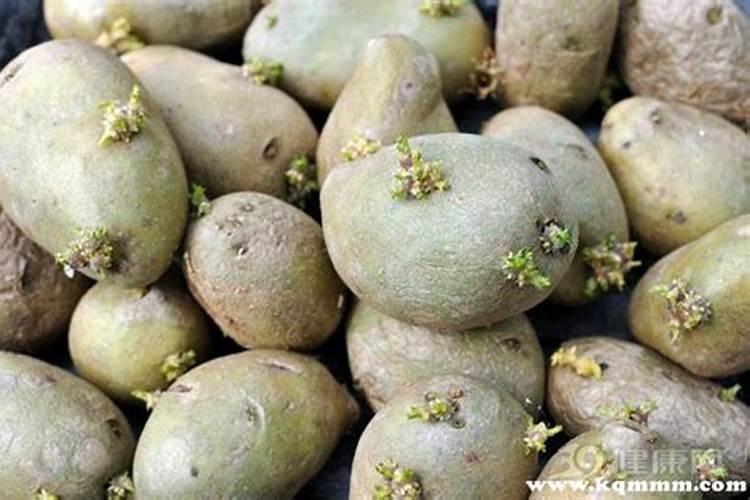 土豆施什么肥产量高