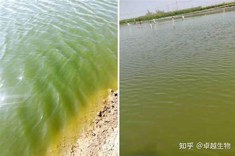 竹子喜欢什么肥料