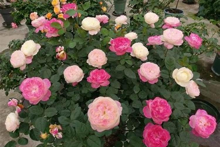 月季花浇什么肥