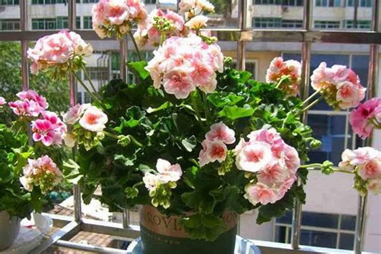 芸苔素能灌根吗,芸苔素能促进花芽分化吗