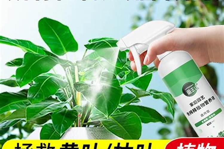 兰花长芽前要怎么施肥