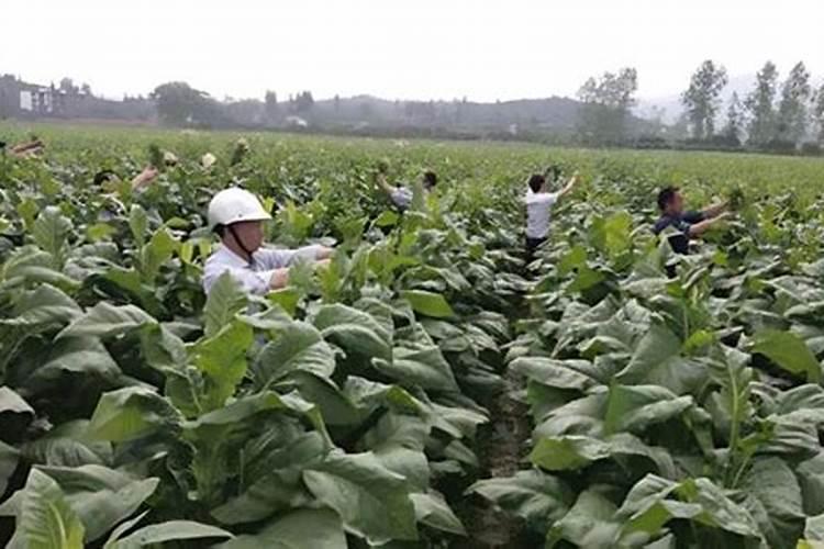 怎样根据烟草需肥特点进行施肥？