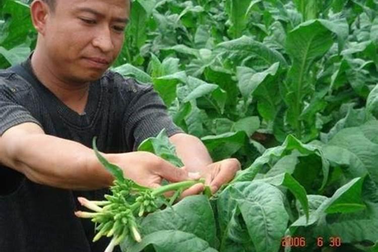 烟草氮肥过多怎么补救？