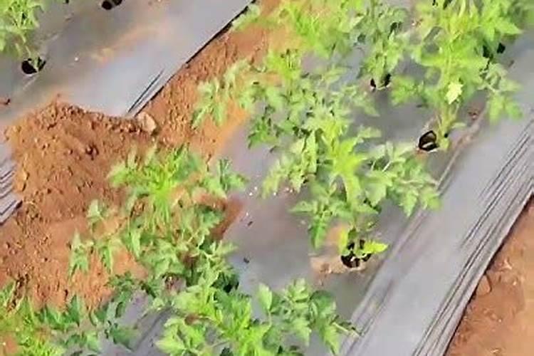 西红柿移栽苗后用什么肥料好