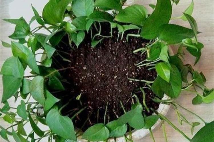 玫瑰花的种植方法和注意事项？