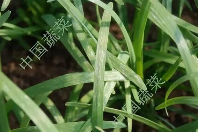 韭菜需要什么肥料