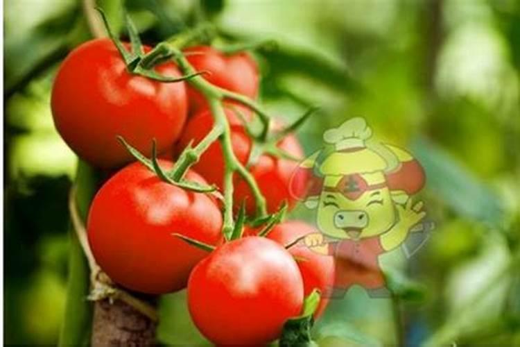 番茄膨果叶面肥效果最好的是哪种