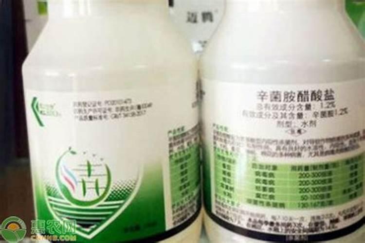 土养的绿萝放什么肥料