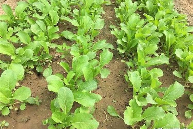 青菜该用什么肥料最好
