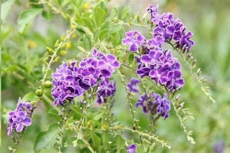 小麦打多效挫后,能再打芸苔素内脂吗？对小麦可有影响？