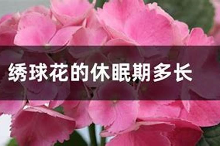 玉米田苦菜如何防治？