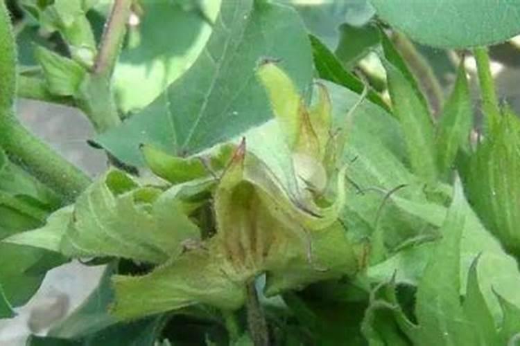 锌肥能膨大棉花吗？