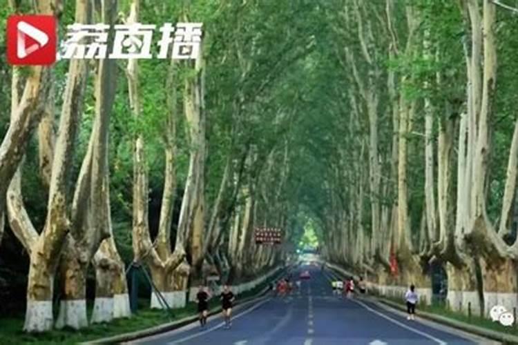 梧桐树发芽后可以追肥吗？