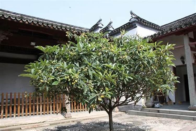 生产高产优质莲藕用什么肥料好