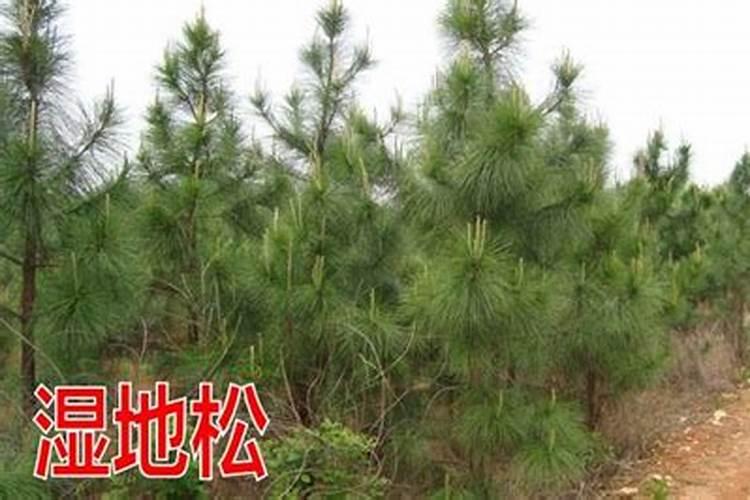 大棚蔬菜常用肥料有哪些