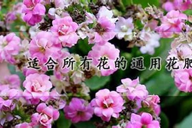 蔷薇花用什么肥料最好
