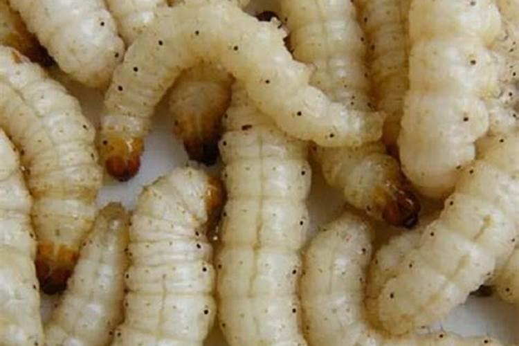 鱼缸过滤棉上的黑色小蛆虫是什么？对鱼有什么影响？