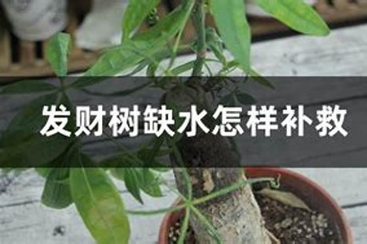葡萄树缺钾症状与防治措施有哪些？