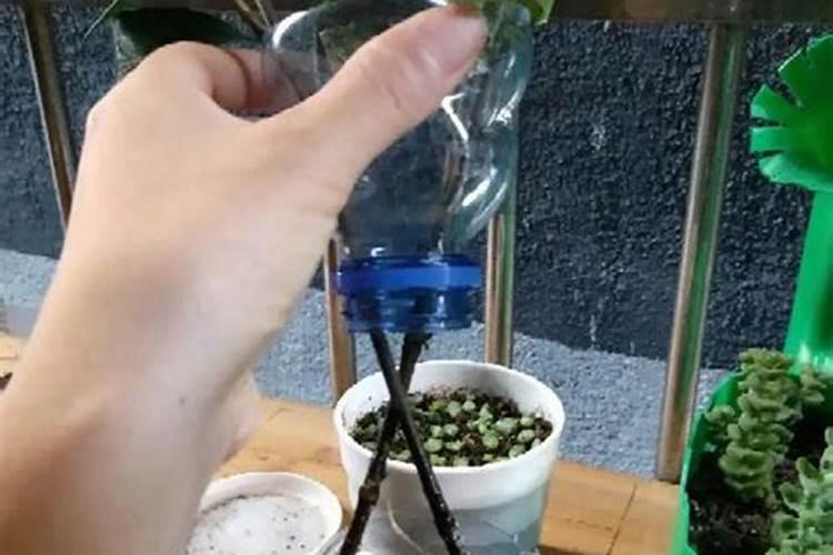 水榕怎么养