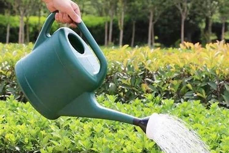 人尿直接兑水浇植物 人尿适合浇什么植物