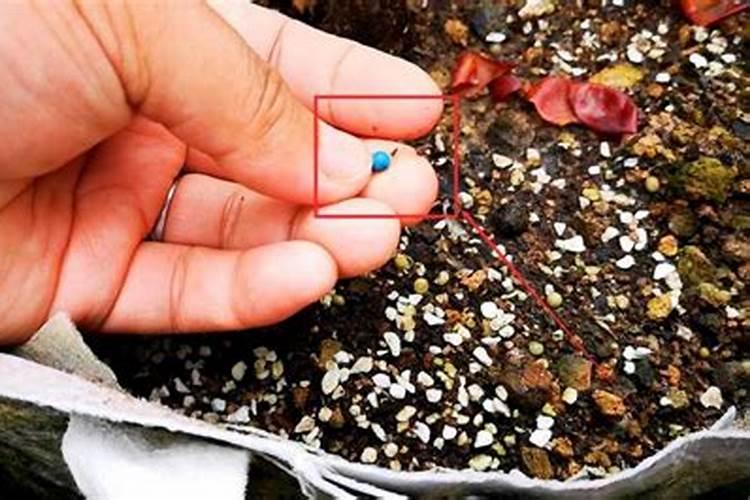 兰花如何养护不仅促花又能壮根