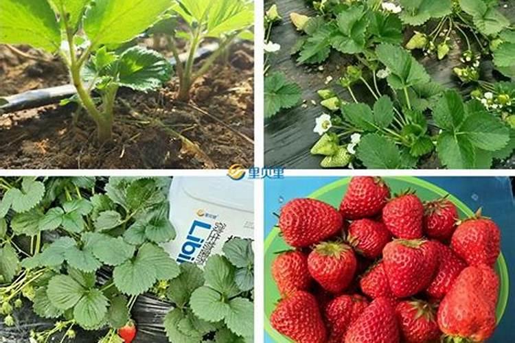 草莓施肥用什么肥料