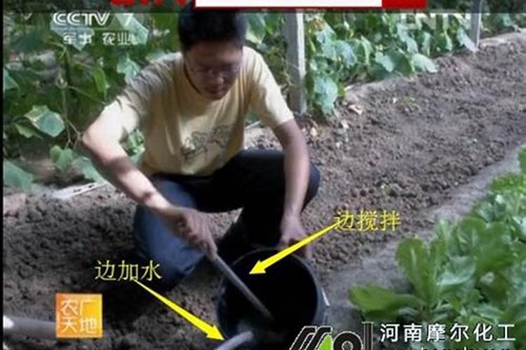 宁德市花鸟市场在哪里？